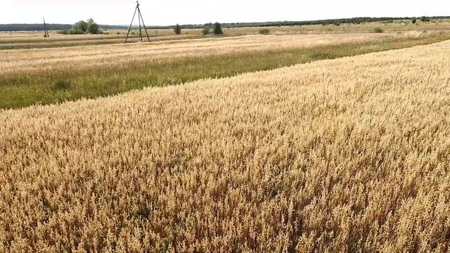 harvester of the ussr. Niva sk-5 of 1970 in action. summer, harves.combine смотреть онлайн