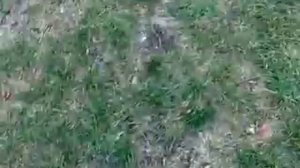 РАЗВОД БОМЖИХИ