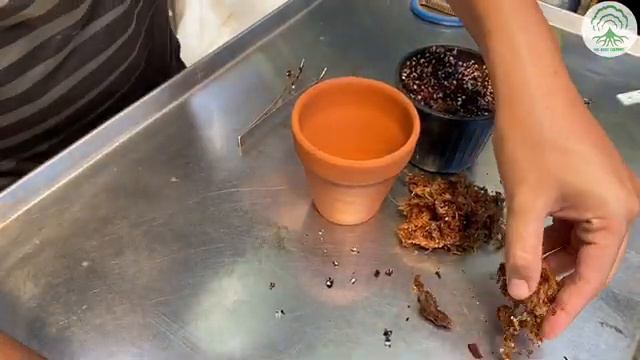 How To Repot Anthurium Ep 22 смотреть онлайн