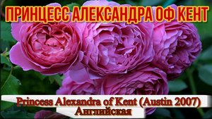 Видео обзор розы Принцесс Александра Оф Кент (Английская) - Princess Alexandra of Kent (Austin 2007)