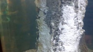 Океанариум в г.Санкт-Петербург ("Oceanarium in St. Petersburg") (Часть 1)