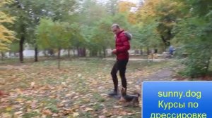 Дрессировка йорка. 3 занятие по послушанию или как правильно обучить йорка.