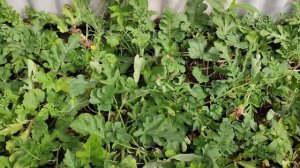 Арбузы в воронеже, выращиваем на своем участке, район отрожка, самый лучший сорт!!!