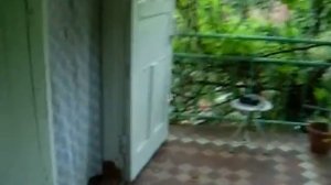 Мы на  черном море, отдых с собакой  породы ньюф в 2008.