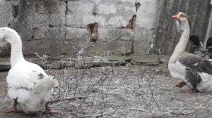 Холмогорские гуси. Разбил на семьи.