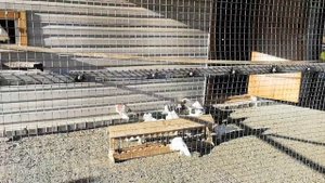 Белые почтовые голуби-лучшее средство связи.