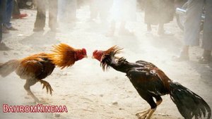 Бойцовские Петух  Fighting cock 2022