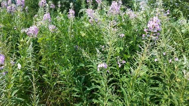 кипрей ( иван-чай) медонос??? А медонос ли...?? смотреть онлайн