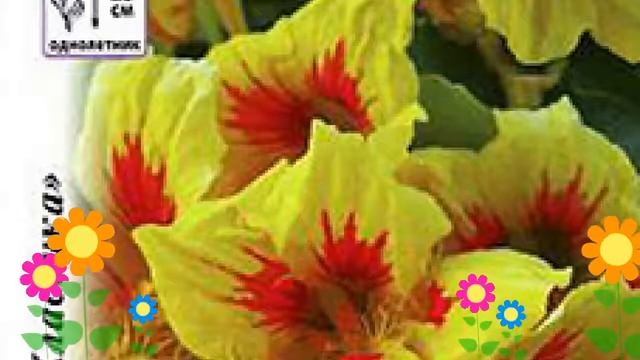 Настурция обыкновенная Божья коровка. Краткий обзор, описание характеристик, где купить семена смотреть онлайн