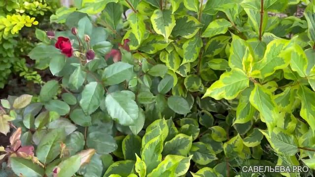 Обзор сада в конце августа. Вторая волна у роз и разочарование гортензиями. смотреть онлайн