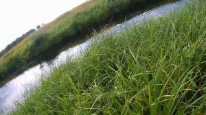 В ЭТОМ БОЛОТЕ МНОГО ЩУКИ. РЫБАЛКА 2024