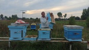 Пчелиное воровство или как сушить рамки. Пчеловодство!