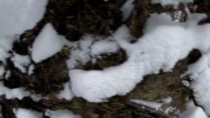 Нашёл ЗОЛОТО в КОРНЯХ дерева!!!