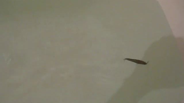 Минноу 75 SF треуг лоп II вариант смотреть онлайн