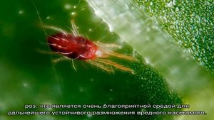 Паутинный клещ на розе — что делать
