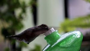 Птички Божьи домой собирайтесь