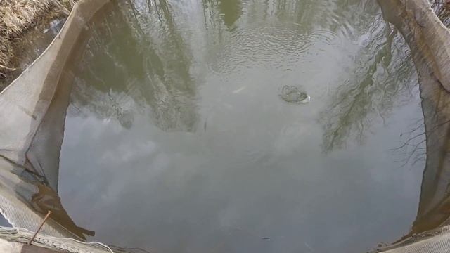 пруды и садки , кормим форель . смотреть онлайн