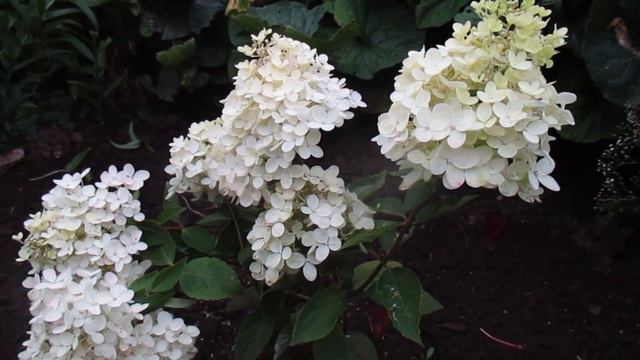 ✿➽ Цветение гортензий в нашем саду 2018 ч 1 смотреть онлайн