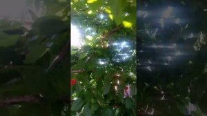 Черешня Юлия, съем урожая в средней полосе.