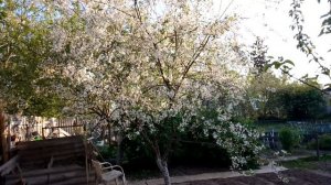 Цветущая вишня. Май 2023