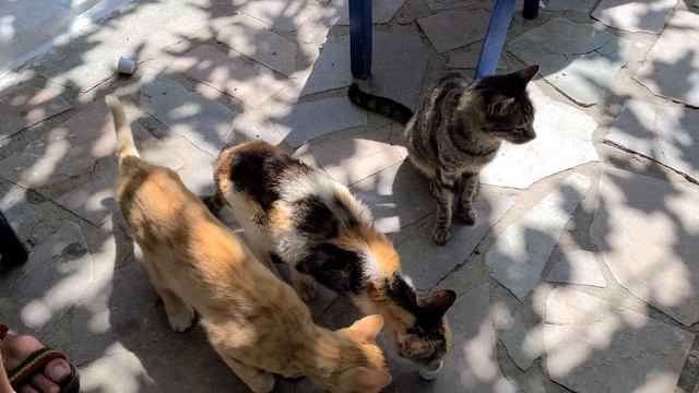 Бедосики, естественный отбор, коты Миртос, Крит, Греция 2021 смотреть онлайн