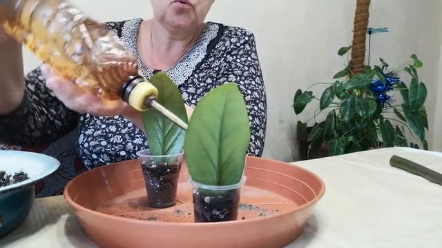 ЗАМИОКУЛЬКАС. Секреты размножения. Размножение листом. Сажаем фрагменты листовых пластинок. смотреть онлайн