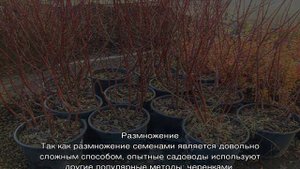 Барбарис Ред Рокет — описание и выращивание