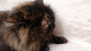Котёнок шипит страшно)