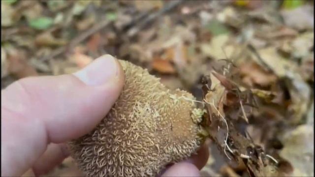 Igelbovist - Lycoperdon echinatum смотреть онлайн