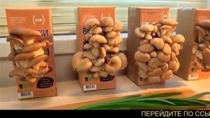 Грибы вешенки в домашних условиях