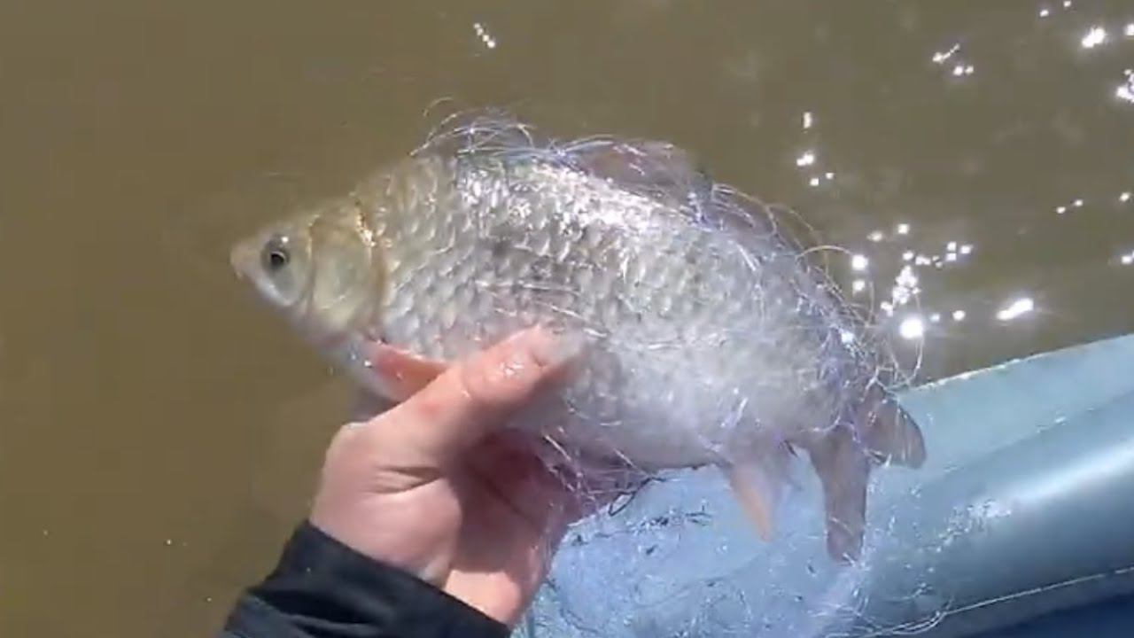 Рыбалка на Сети, Весной на реке, Амур, Рыбалка на сети с fisherman dv. 27 rus,