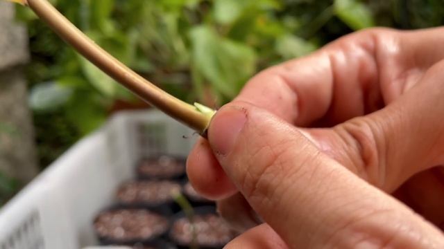 Syngonium podophyllym care and propagation (with updates) смотреть онлайн