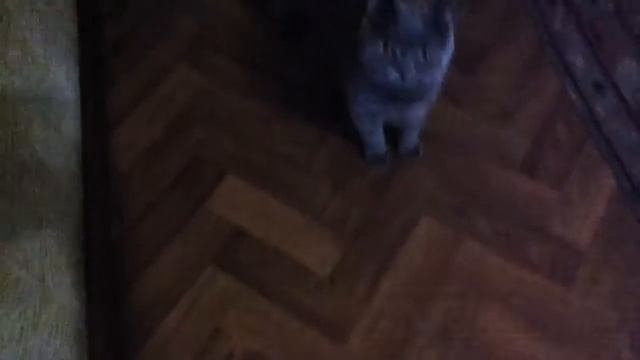 Как Шейх просится выйти фото с Шейхом