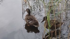 Чистим перышки