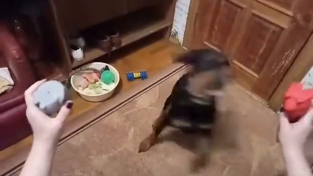 German Pinscher. Немецкий пинчер умеет всё смотреть онлайн