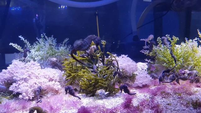 Морские коньки в аквариуме. Завораживающее видео смотреть онлайн