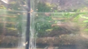 Самка зеленого меченосца родила