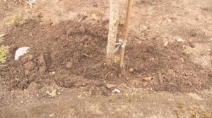 Закопайте банановую кожуру в землю и ПОСМОТРИТЕ, ЧТО ПОЛУЧИТСЯ ?