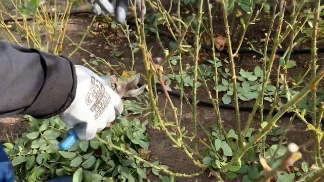 Обрезаю розу шраб?☘️? смотреть онлайн