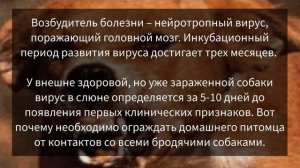 Бешенство - смертельное заболевание у собаки и человека