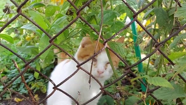 Курица куролесит