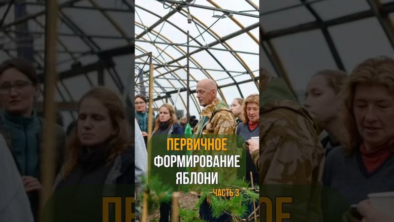 Первичное формирование яблони. Часть 3.