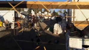 Продаю своих голубей на ярмарке в Ростове на Дону. Николаеские голуби.I sell my pigeons at the fair