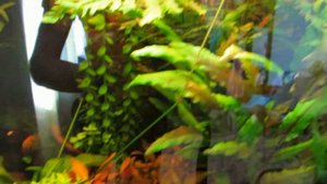 Хемиантус Микронтемоидес. Стрижка,прополка,уборка в аквариуме.