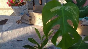 новые цветочки монстера вариегатная и кротон золотая пыль
