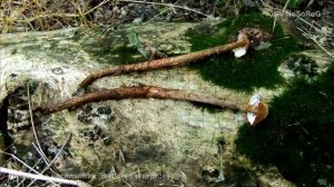 Баттаррея веселковая (Battarrea phalloides)