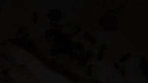 Lasius fuliginosus. Пахучий муравей древоточец. Жизнь в природе и содержание дома. Энциклопедия
