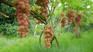 Сорт винограда Блестящий. ? Описание сорта винограда Блестящий.