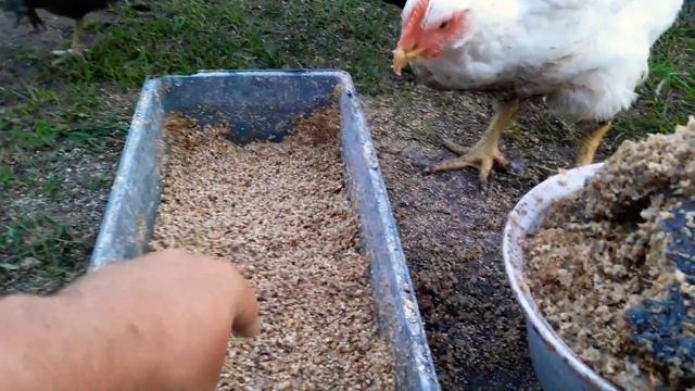 Узнал ещё одно блюдо для пернатых смотреть онлайн