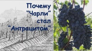 Чарли (Антрацит) виноград